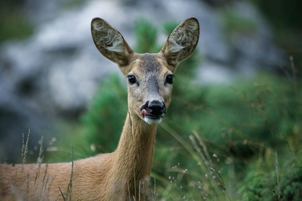 animal, roe deer, mammal-4589923.jpg