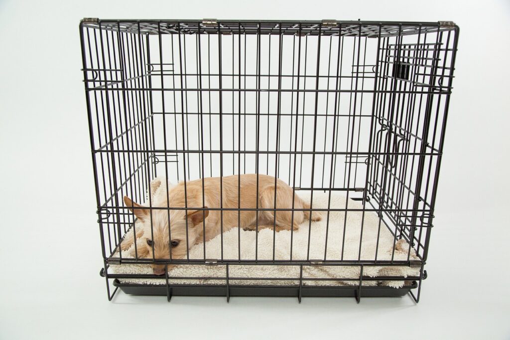 dog, cage, only-843801.jpg