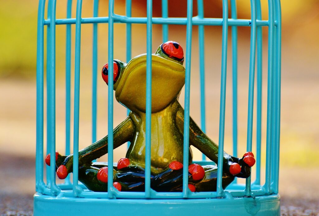 frog, cage, locked-1247177.jpg