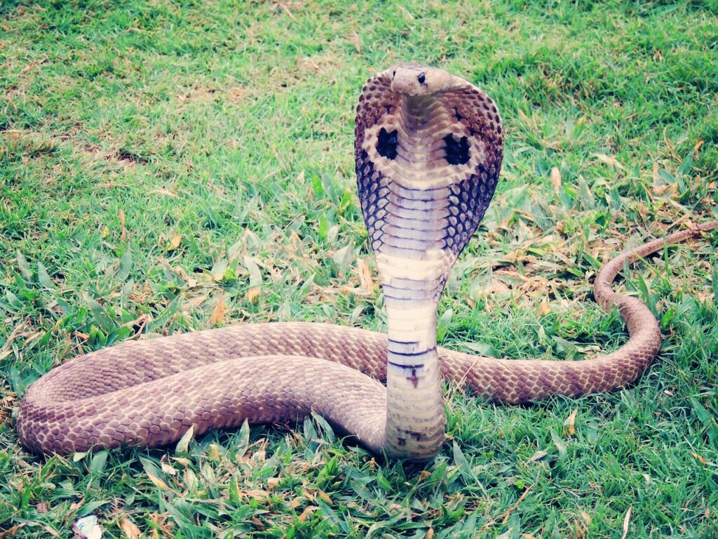 king cobra, cobra, snake-405623.jpg