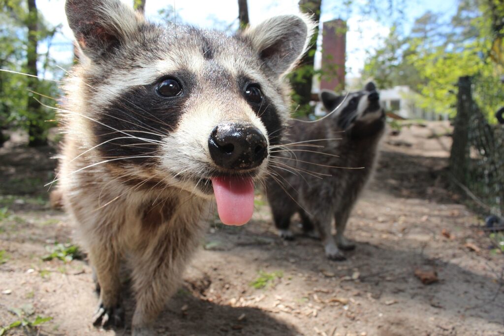 raccoon, animal, cute-750394.jpg